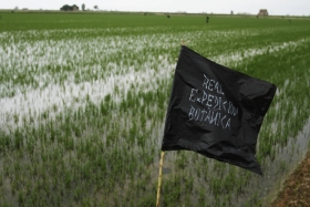 Imatge de bandera en mig de camps d'arròs del delta de l'Ebre.