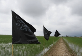 Imatge de banderes en mig de camps d'arròs del delta de l'Ebre.