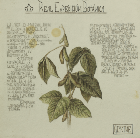 imatge d'una antiga il·lustració d'una planta feta en les expedicions botàniques del segle XIX. es veu una planta i el text manuscrit al seu costat.