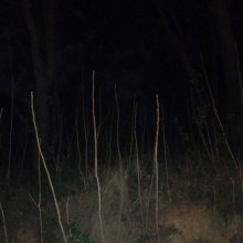 imatge d'un bosc de nit