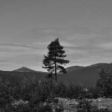Imatge en blanc i negre amb un paisatge i al mig un arbre
